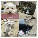 pet27러7485 | 2016 일산 케이펫페어 제품 체험단 체험 후기