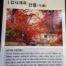 계룡산국립공원 단풍 🍁 이미지