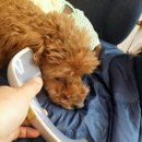 스타엘 네이버블로그