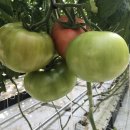 어전농장 이미지