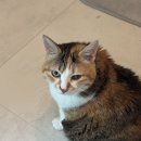 마포아이뷰안과동물병원 고양이 녹내장 백내장 진단 후기(내돈내산)
