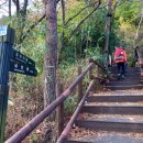 홍이관광주