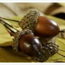 도토리 이미지
