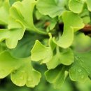 은행약국 이미지