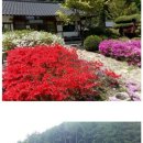 소나무 팬션민박 이미지