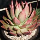 헬리오스 이미지