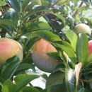 낙원농장4 이미지