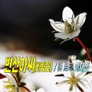 변산아씨(바람꽃) / 詩 海印 이재진 이미지