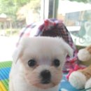 블루독 애견샵 이미지