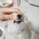 동물치과병원메이 | 제리 치과 기록 - 강아지 앞니 파절 - _ 동물치과병원메이