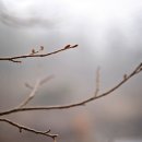 지명연농장 Daum카페