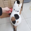 프롬펫 이미지