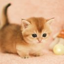 부산고양이분양 퍼스트캣 부산점 이미지