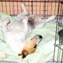 쁘띠 애견 이미지