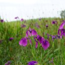 꽃창포Iris ensata Thunb. 이미지