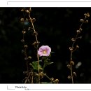 아침의 향기 이미지