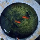 산마을다람쥐 이미지