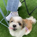 워크앤런 | 17살 노견 강아지휠체어 맞춤 | 워크앤런 후기