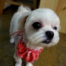 딸기애견미용실 이미지