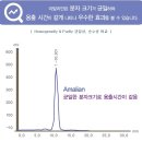 닥터화이트