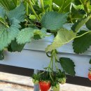 미주농장 이미지