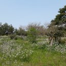 IUCN 약속의 숲 이미지