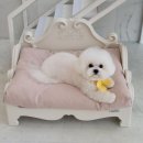 빵실하개 이미지