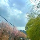 남상 임불마을회관 | 거창여행 | 수양벚꽃 터널을 볼 수 있는 임불마을