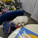 만석로5번길 | :: 청솔화원 :: 수원 단골 꽃집, 결혼기념일 1주년 꽃다발 후기