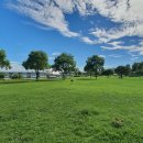 보람동_시드니하트 이미지