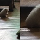 젤리댕댕이 이미지