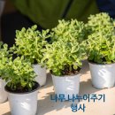 우리 강산 푸르게 서귀포시 2025년 나무 나누어주기 행사 참가 후기