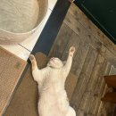 연화곰장어집 | 수영과 통영