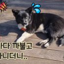 안면도덤앤더머 이미지