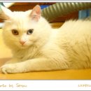 오드그루밍 이미지