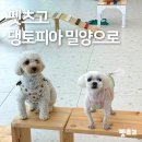 댕토피아 | 펫츠고 댕토피아 밀양으로 후기