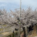 전기차충전소_종남공영주차장 | 오산천 벚꽃 실시간 개화 현황과 주차장 팁 전기차 충전소 정보까지 알찬 봄나들이 후기