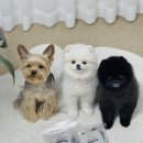 우쭈쭈수제간식 | 강아지 수제간식 후기 반려견 오래먹는 애견 말갈비 뼈 돼지코 개껌 추천