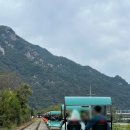 바이크애견 이미지