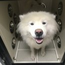 팻키우소 이미지