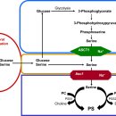 Re: Phosphatidylserine in the Brain: Metabolism and Function - 꼭 다시 읽어야 이미지