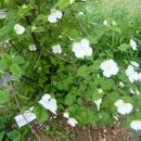 이태원초교 이미지