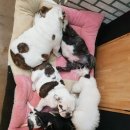 더블유펫 테마파크 이미지