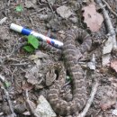 뒷골로, 뒷골1로 이미지