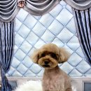 밀리아 펫살롱 이미지