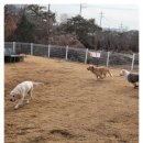 다산 애견훈련소 이미지