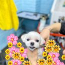 뚜뚜보떼펫살롱 네이버블로그