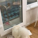 개편한집 | 가평 편한키즈애견풀빌라 내돈내산 아이와 강아지와 함께 여행한 후기