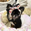 베이비펫 이미지