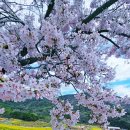 왕지동성마을회관 | 봄 꽃 축제 데이트 남해 봄 여행지 꼭 가봐야 할 명소 3곳